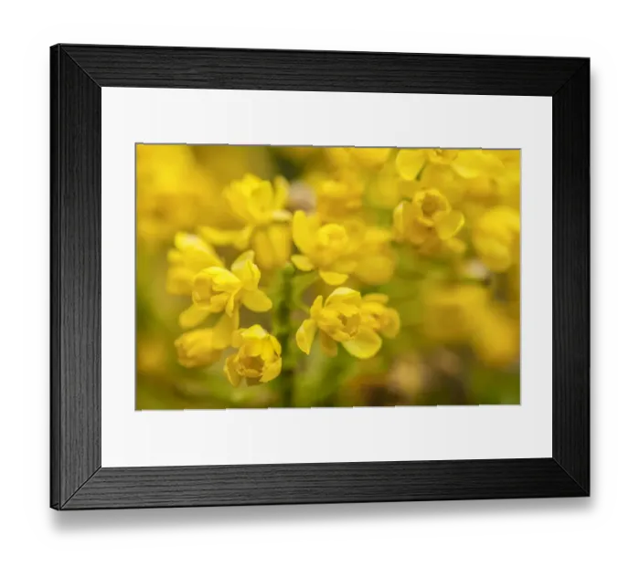 Framed Print : Issaquah, Washington State, USA. Tall Oregon Grape (Mahonia aquifolium) blossoms Framed Print : Issaquah, Washington State, USA. Tall Oregon Grape (Mahonia aquifolium) blossoms
