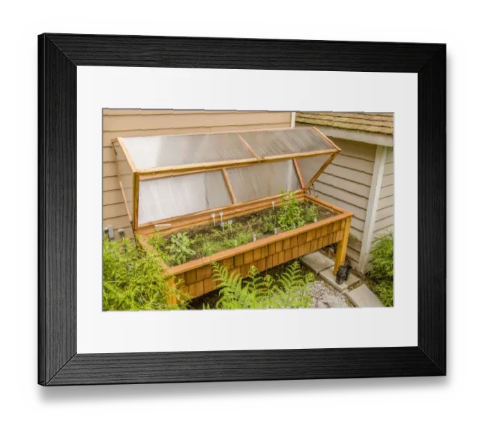 Framed Print : Issaquah, Washington State, USA. Waist-high 3 x 8 wood greenhouse with a Framed Print : Issaquah, Washington State, USA. Waist-high 3 x 8 wood greenhouse with a