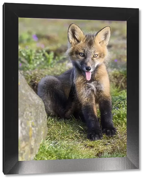 USA, Washington State. Red fox kit