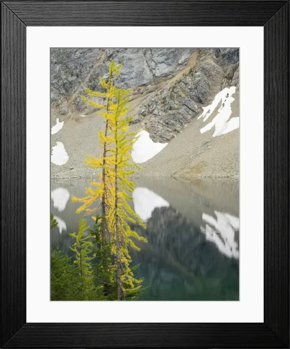 Framed Print : USA, Washington State. Okanogan-Wenatchee National Forest, Larch trees, at Blue Lake Framed Print : USA, Washington State. Okanogan-Wenatchee National Forest, Larch trees, at Blue Lake