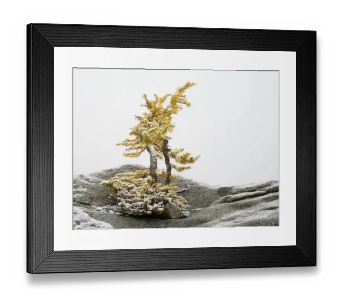 Framed Print : Washington State, Alpine Lakes Wilderness. Enchantment Lakes, larch trees and snow