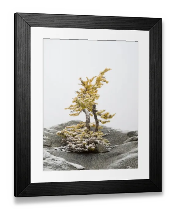 Framed Print : Washington State, Alpine Lakes Wilderness. Enchantment Lakes, larch trees and snow