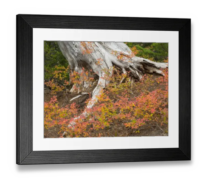 Framed Print : Washington State, Okanogan-Wenatchee National Forest. Old tree trunk and huckleberry Framed Print : Washington State, Okanogan-Wenatchee National Forest. Old tree trunk and huckleberry