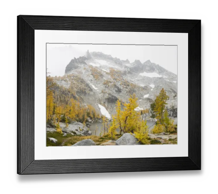 Framed Print : USA, Washington State. Alpine Lakes Wilderness, Enchantment Lakes, Golden Larch trees Framed Print : USA, Washington State. Alpine Lakes Wilderness, Enchantment Lakes, Golden Larch trees