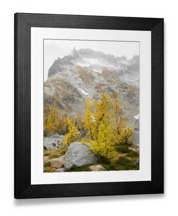 Framed Print : USA, Washington State. Alpine Lakes Wilderness, Enchantment Lakes, Golden Larch trees Framed Print : USA, Washington State. Alpine Lakes Wilderness, Enchantment Lakes, Golden Larch trees