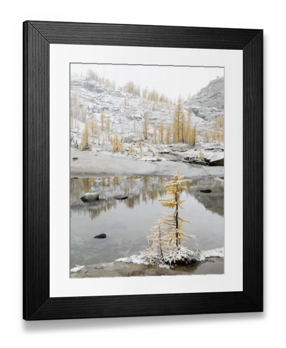 Framed Print : USA, Washington State. Alpine Lakes Wilderness, Enchantment Lakes, Larch trees Framed Print : USA, Washington State. Alpine Lakes Wilderness, Enchantment Lakes, Larch trees