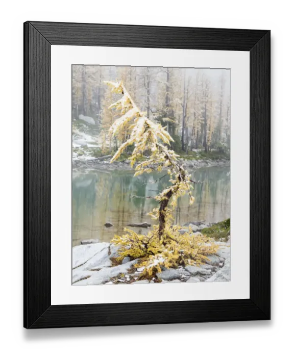 Framed Print : Washington State, Alpine Lakes Wilderness. Enchantment Lakes, larch trees and snow Framed Print : Washington State, Alpine Lakes Wilderness. Enchantment Lakes, larch trees and snow
