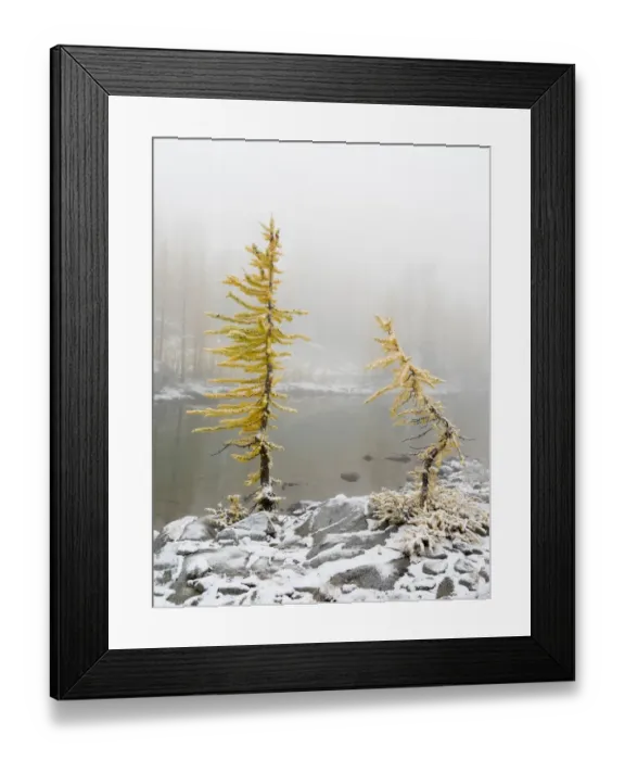 Framed Print : Washington State, Alpine Lakes Wilderness. Enchantment Lakes, larch trees and snow Framed Print : Washington State, Alpine Lakes Wilderness. Enchantment Lakes, larch trees and snow