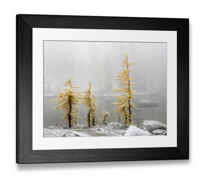 Framed Print : Washington State, Alpine Lakes Wilderness. Enchantment Lakes, larch trees and snow