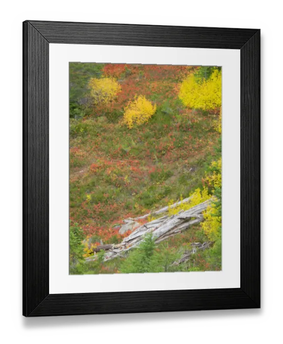 Framed Print : USA, Washington State. Okanogan-Wenatchee National Forest, Old tree and huckleberry Framed Print : USA, Washington State. Okanogan-Wenatchee National Forest, Old tree and huckleberry