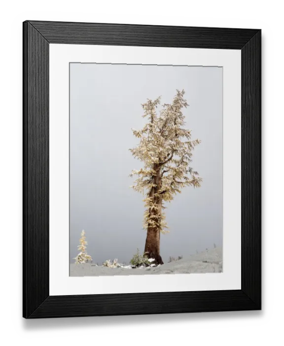 Framed Print : Washington State, Alpine Lakes Wilderness. Enchantment Lakes, snow-covered larch trees