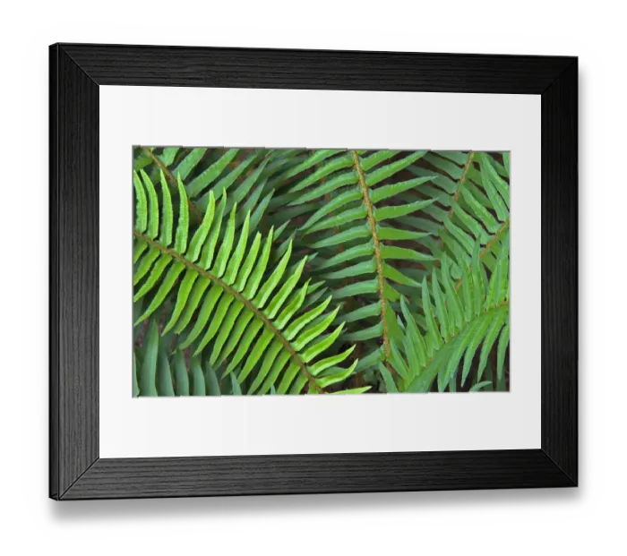 Framed Print : Washington State. Western swordfern Framed Print : Washington State. Western swordfern
