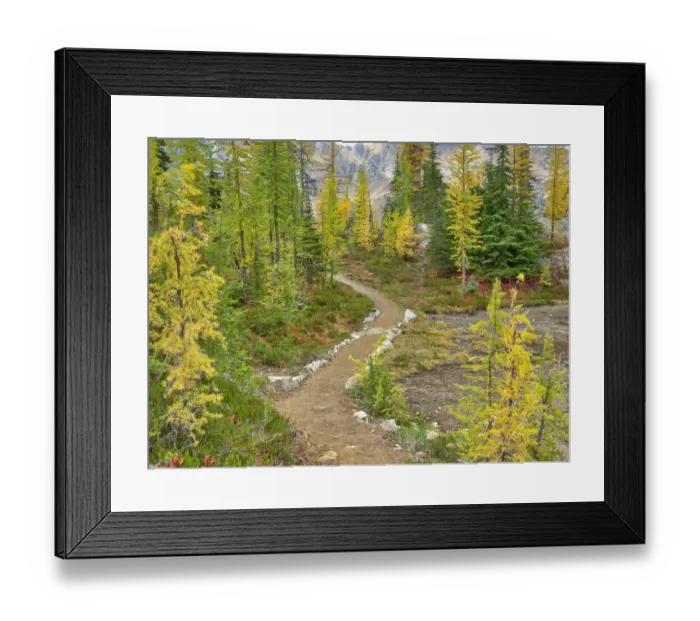 Framed Print : Washington State, Okanogan-Wenatchee National Forest. Trail through larch trees Framed Print : Washington State, Okanogan-Wenatchee National Forest. Trail through larch trees