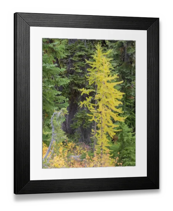 Framed Print : USA, Washington State. Okanogan-Wenatchee National Forest, Colorful young Larch trees Framed Print : USA, Washington State. Okanogan-Wenatchee National Forest, Colorful young Larch trees