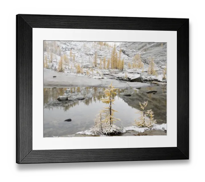 Framed Print : USA, Washington State. Alpine Lakes Wilderness, Enchantment Lakes, Larch trees