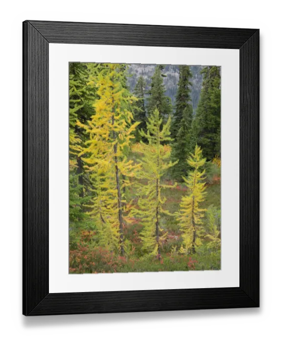 Framed Print : Washington State, Okanogan-Wenatchee National Forest. Colorful young larch trees