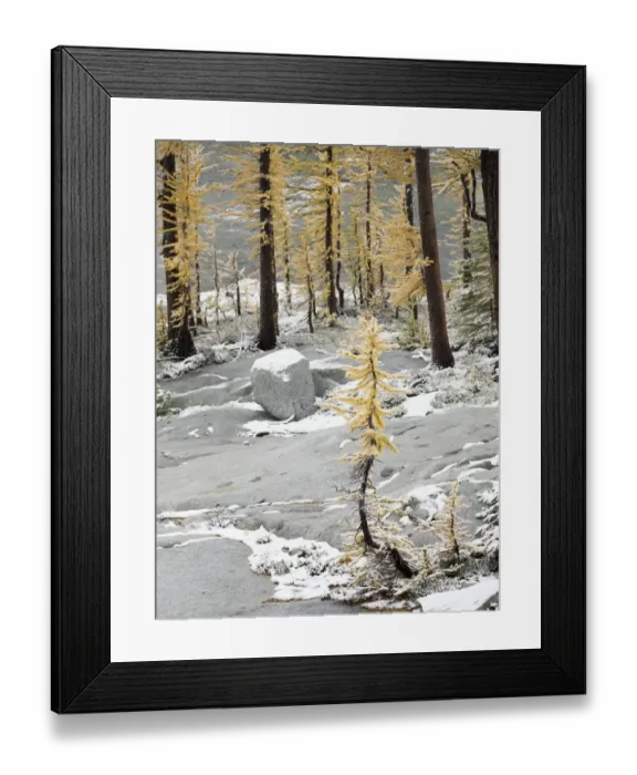 Framed Print : Washington State, Alpine Lakes Wilderness. Enchantment Lakes, snow-covered larch trees Framed Print : Washington State, Alpine Lakes Wilderness. Enchantment Lakes, snow-covered larch trees