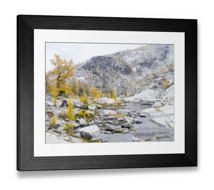 Framed Print : USA, Washington State. Alpine Lakes Wilderness, Enchantment Lakes, Golden Larch trees Framed Print : USA, Washington State. Alpine Lakes Wilderness, Enchantment Lakes, Golden Larch trees