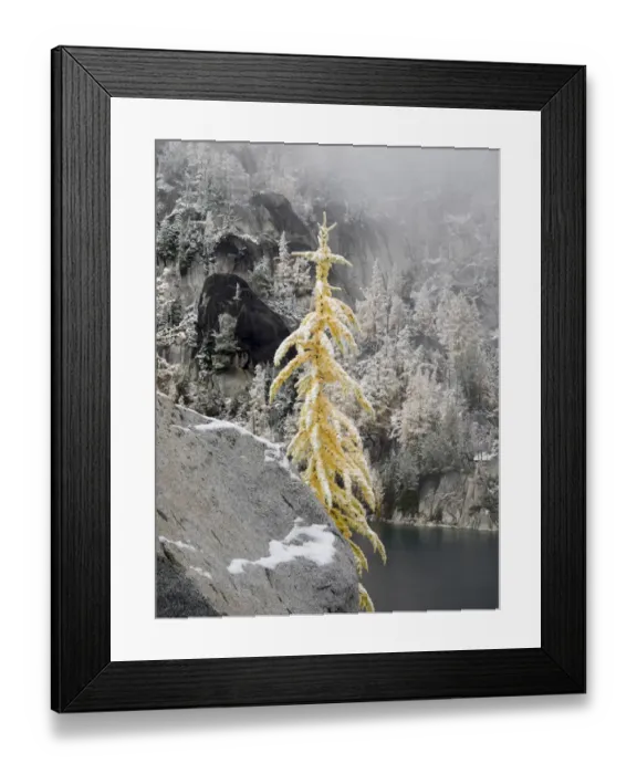 Framed Print : USA, Washington State. Alpine Lakes Wilderness, Enchantment Lakes, Snow covered Larch tree Framed Print : USA, Washington State. Alpine Lakes Wilderness, Enchantment Lakes, Snow covered Larch tree