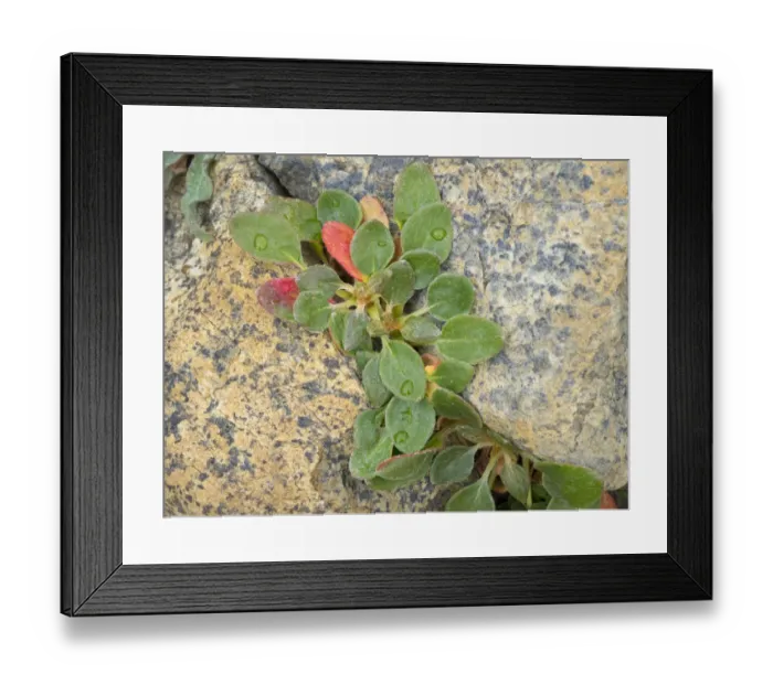 Framed Print : USA, Washington State. Alpine Lakes Wilderness, Stuart Range, Wild Buckwheat Framed Print : USA, Washington State. Alpine Lakes Wilderness, Stuart Range, Wild Buckwheat