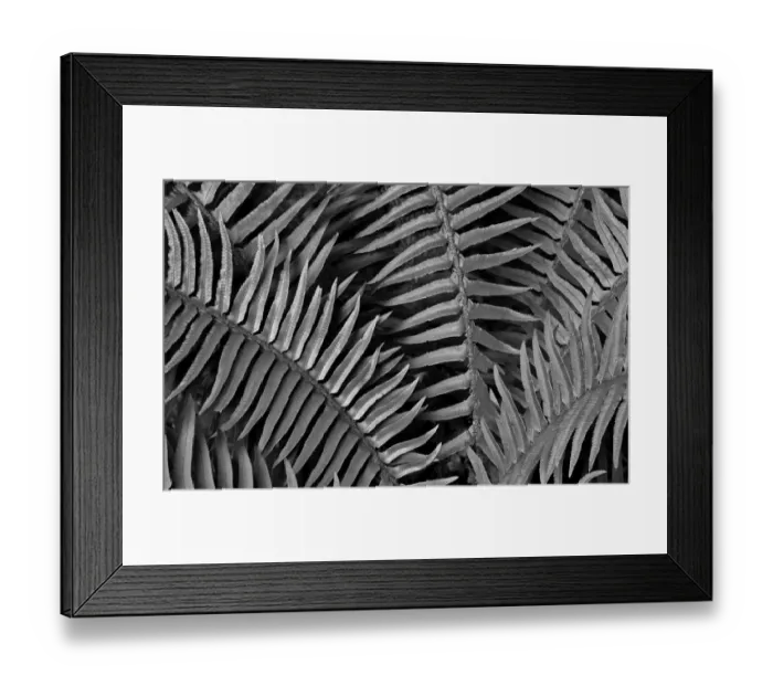 Framed Print : Washington State. Western swordfern Framed Print : Washington State. Western swordfern