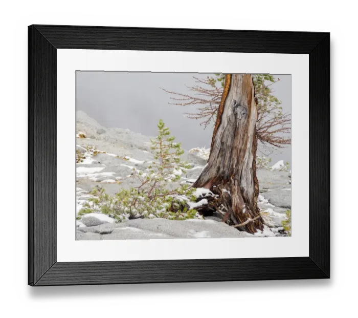 Framed Print : USA, Washington State. Alpine Lakes Wilderness, Enchantment Lakes, Larch trunk Framed Print : USA, Washington State. Alpine Lakes Wilderness, Enchantment Lakes, Larch trunk