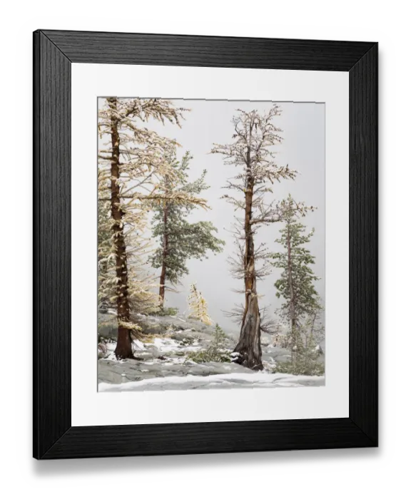 Framed Print : USA, Washington State. Alpine Lakes Wilderness, Enchantment Lakes, Larch and Fir trees Framed Print : USA, Washington State. Alpine Lakes Wilderness, Enchantment Lakes, Larch and Fir trees