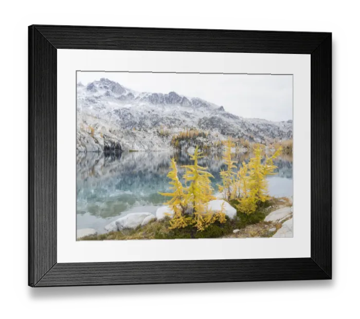 Framed Print : USA, Washington State. Alpine Lakes Wilderness, Enchantment Lakes, Golden Larch trees