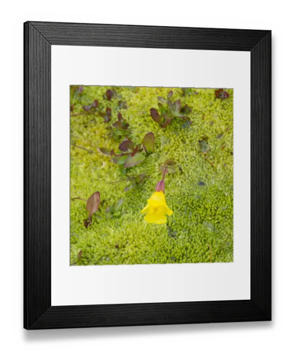 Framed Print : USA, Washington State. Alpine Lakes Wilderness, Stuart Range, Yellow Monkeyflower Framed Print : USA, Washington State. Alpine Lakes Wilderness, Stuart Range, Yellow Monkeyflower