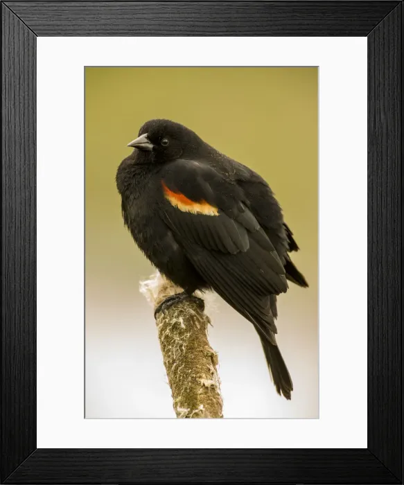 Framed Print : Ridgefield National Wildlife Refuge, Ridgefield, Washington State, USA Framed Print : Ridgefield National Wildlife Refuge, Ridgefield, Washington State, USA