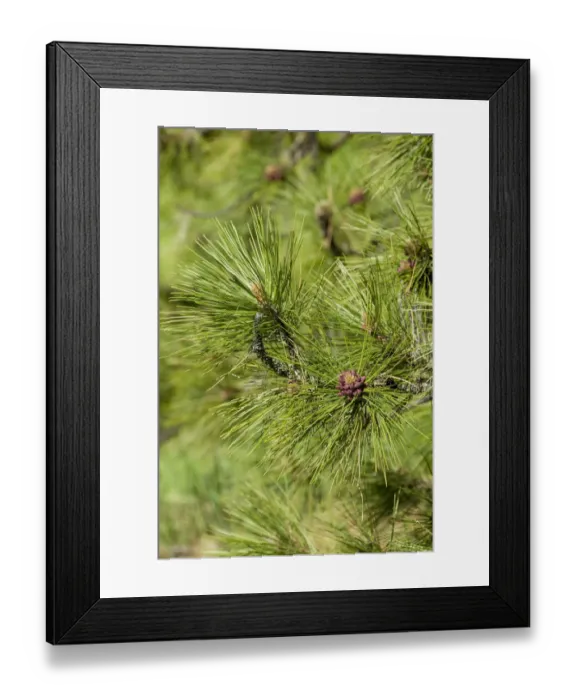 Framed Print : Issaquah, Washington State, USA. Close-up of Ponderosa pine tree needles and young pine cones Framed Print : Issaquah, Washington State, USA. Close-up of Ponderosa pine tree needles and young pine cones