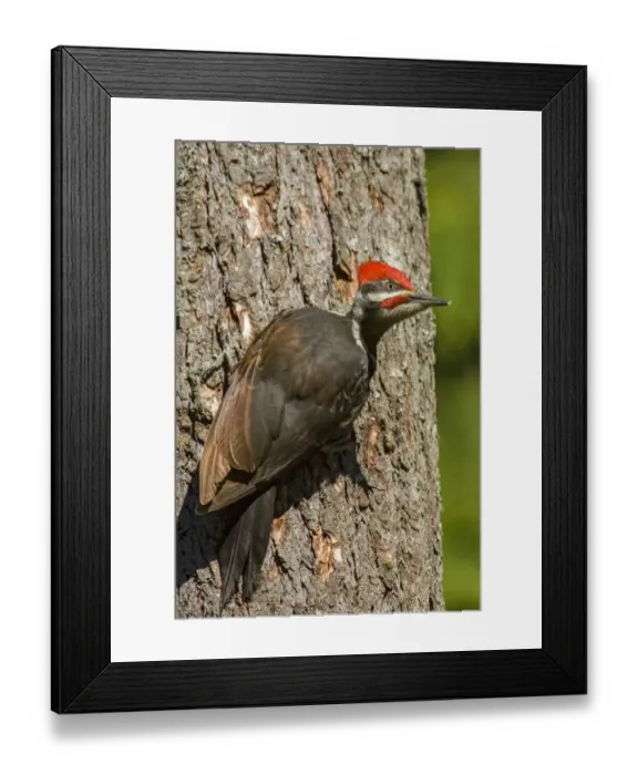 Framed Print : Issaquah, Washington State, USA. Pileated woodpecker on a tree trunk