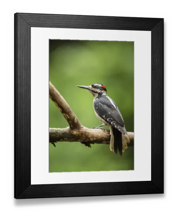 Framed Print : Issaquah, Washington State, USA. Male hairy woodpecker perched on a dead branch in springtime Framed Print : Issaquah, Washington State, USA. Male hairy woodpecker perched on a dead branch in springtime