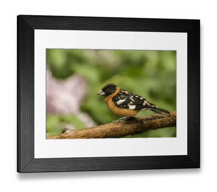 Framed Print : Issaquah, Washington State, USA. Male black-headed grosbeak on a dead branch