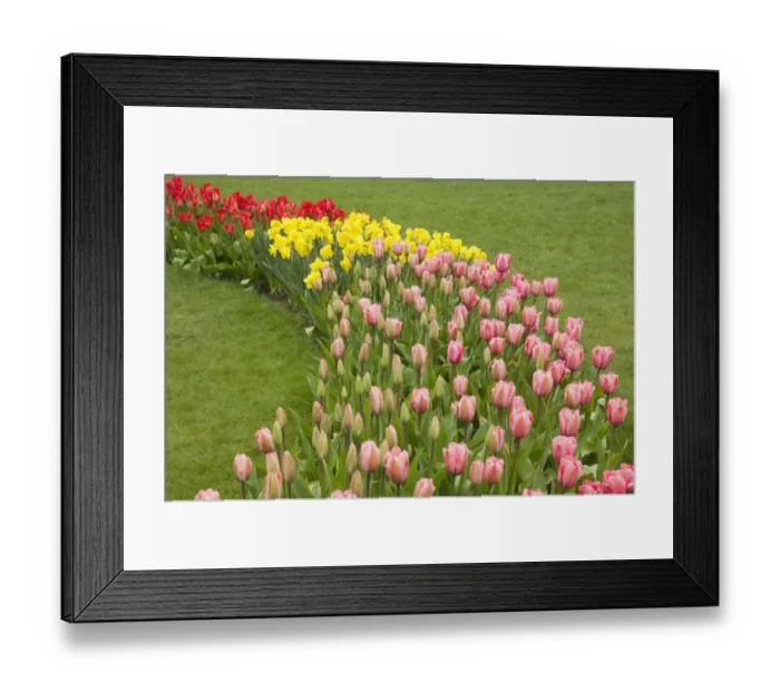 Framed Print : Mount Vernon, Washington State, USA. Curved row of tulips and daffodils, with foreground