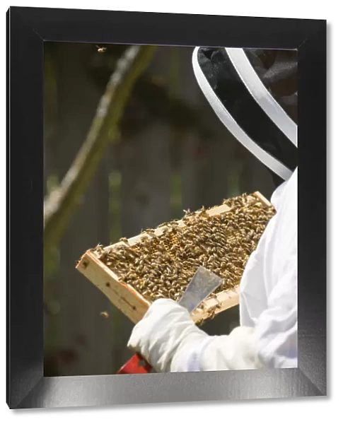 Seattle, Washington State, USA. Woman beekeeper checking the health of the honey in a frame