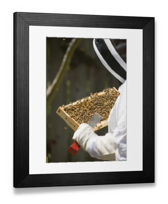Framed Print : Seattle, Washington State, USA. Woman beekeeper checking the health of the honey in a frame Framed Print : Seattle, Washington State, USA. Woman beekeeper checking the health of the honey in a frame