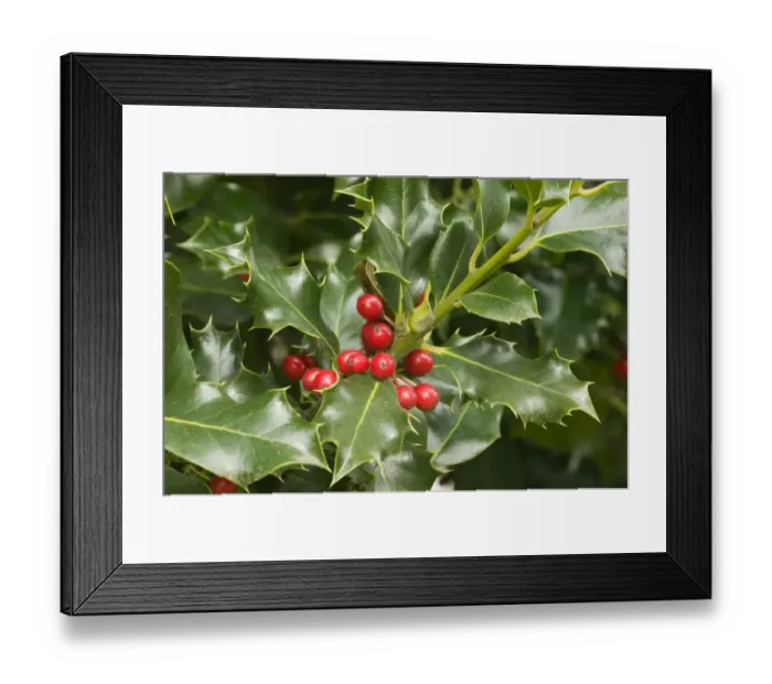 Framed Print : Mount Vernon, Washington State, USA. English holly (Ilex Aquifolium) with red berries