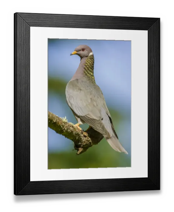 Framed Print : Issaquah, Washington State, USA. Band-tailed Pigeon (Columba fasciata) sitting on a branch Framed Print : Issaquah, Washington State, USA. Band-tailed Pigeon (Columba fasciata) sitting on a branch