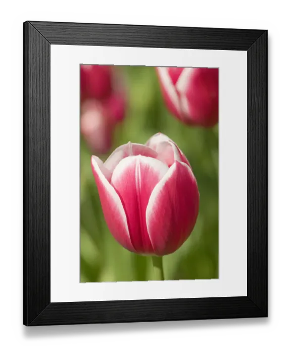 Framed Print : Mount Vernon, Washington State, USA. Merry widow tulip growing Framed Print : Mount Vernon, Washington State, USA. Merry widow tulip growing