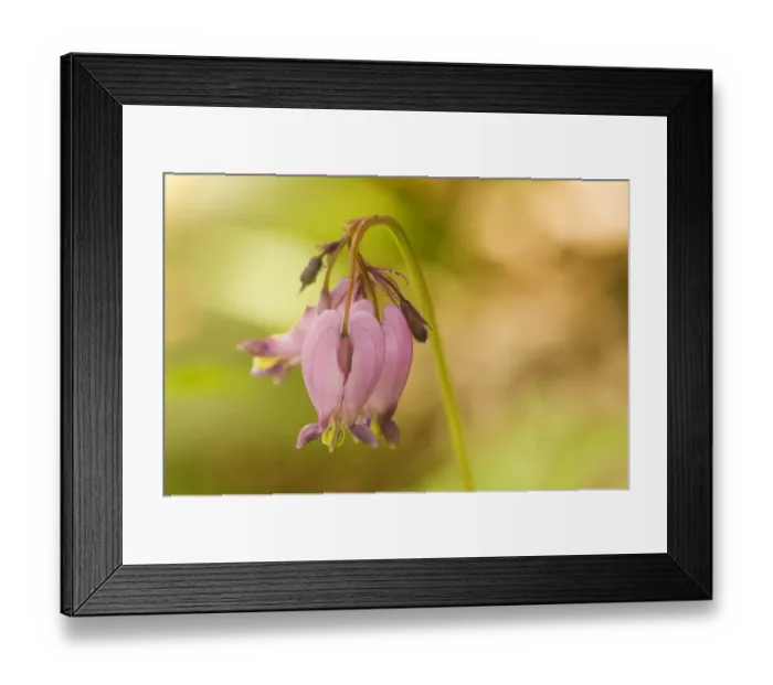 Framed Print : Issaquah, Washington State, USA. Pacific bleeding hearts (Dicentra formosa) wildflowers Framed Print : Issaquah, Washington State, USA. Pacific bleeding hearts (Dicentra formosa) wildflowers