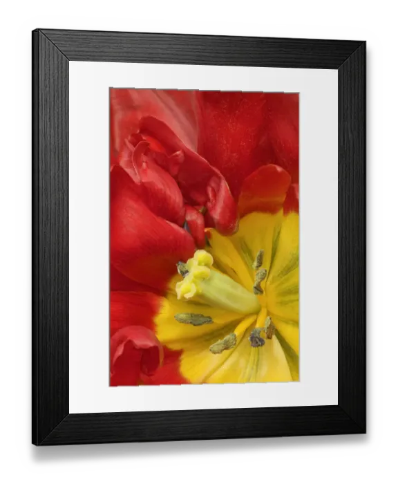 Framed Print : Mount Vernon, Washington State, USA. Close-up of the inside of an Abba Tulip Framed Print : Mount Vernon, Washington State, USA. Close-up of the inside of an Abba Tulip