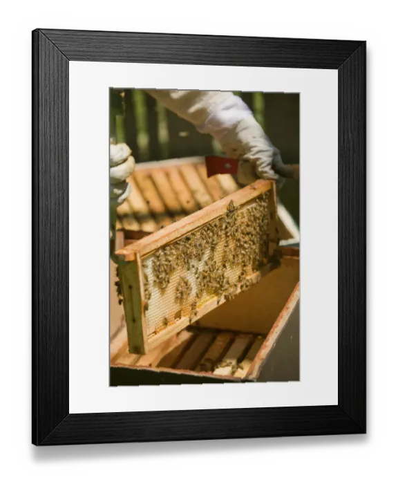 Framed Print : Seattle, Washington State, USA. Female beekeeper inserting a frame covered with honeybees Framed Print : Seattle, Washington State, USA. Female beekeeper inserting a frame covered with honeybees