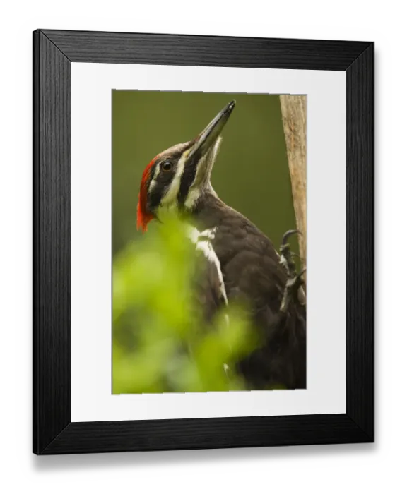 Framed Print : Issaquah, Washington State, USA. Pileated woodpecker close-up on a tree trunk Framed Print : Issaquah, Washington State, USA. Pileated woodpecker close-up on a tree trunk