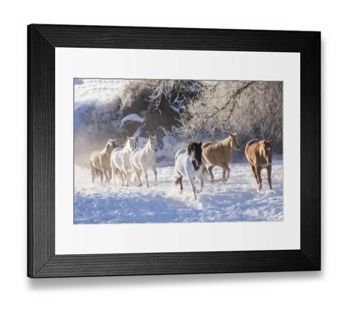 Framed Print : Cowboy horse drive on Hideout Ranch, Shell, Wyoming. Herd of horses running in snow