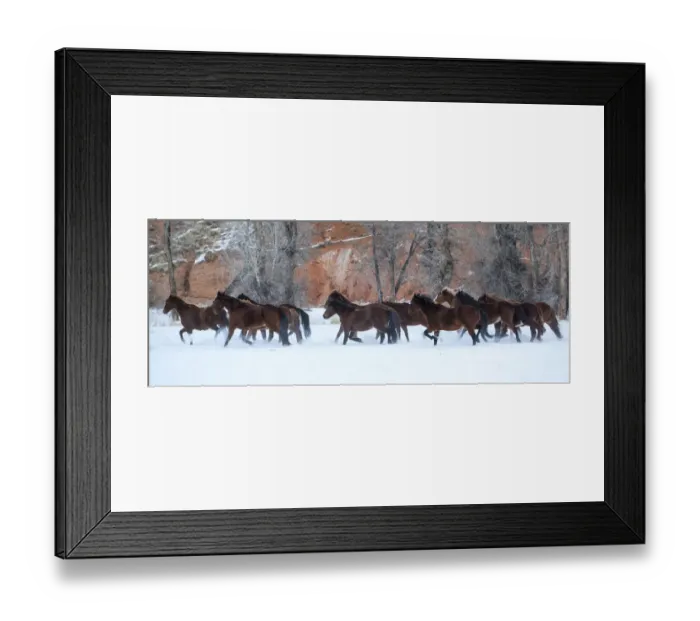 Framed Print : Cowboy horse drive on Hideout Ranch, Shell, Wyoming. Herd of horses running in snow Framed Print : Cowboy horse drive on Hideout Ranch, Shell, Wyoming. Herd of horses running in snow