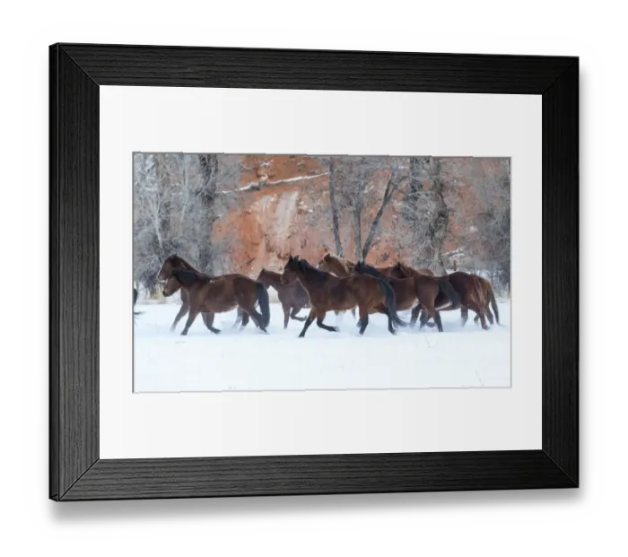 Framed Print : Cowboy horse drive on Hideout Ranch, Shell, Wyoming. Herd of horses running in snow Framed Print : Cowboy horse drive on Hideout Ranch, Shell, Wyoming. Herd of horses running in snow