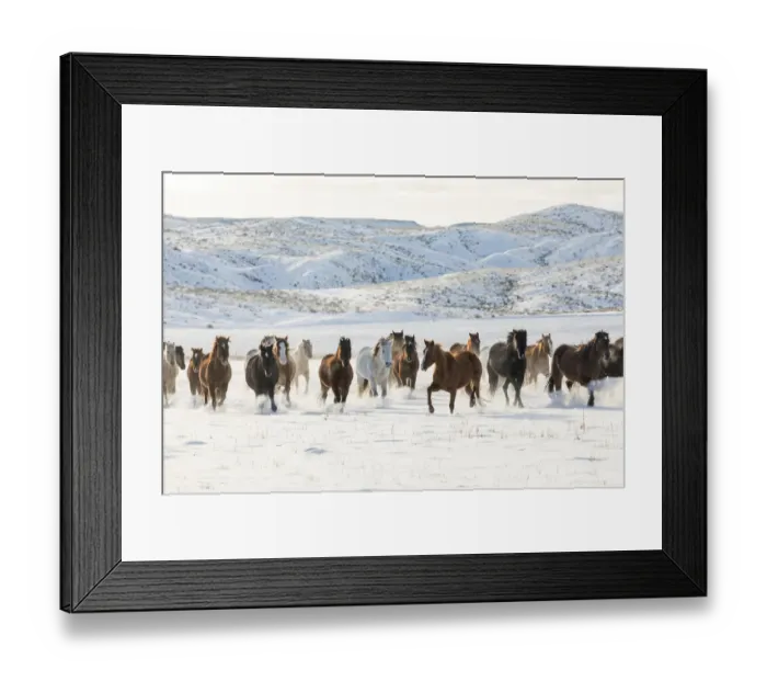 Framed Print : Cowboy horse drive on Hideout Ranch, Shell, Wyoming. Herd of horses running in snow