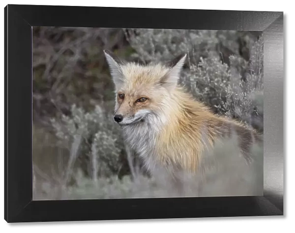 USA, Wyoming, Yellowstone National Park. Red Fox (Vulpes vulpes) framed by sage brush