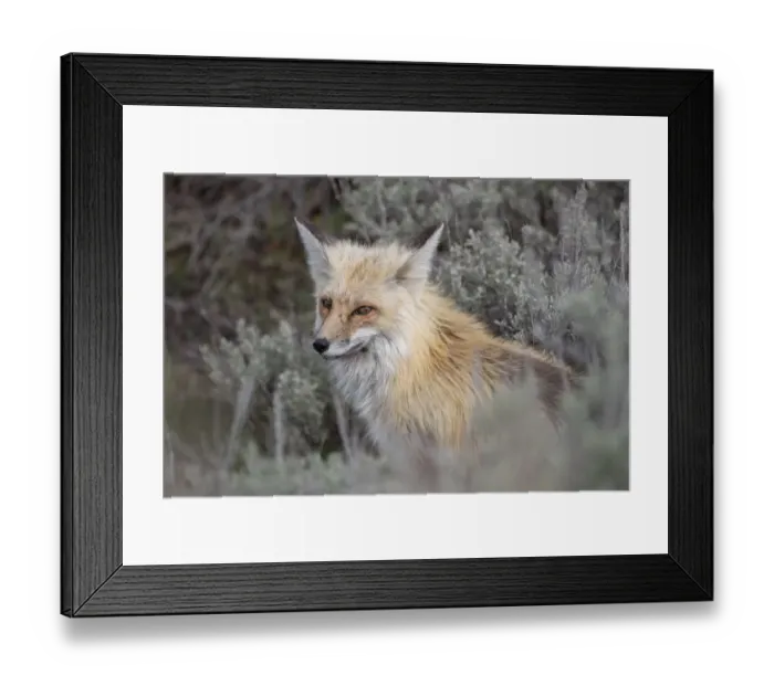 Framed Print : USA, Wyoming, Yellowstone National Park. Red Fox (Vulpes vulpes) framed by sage brush Framed Print : USA, Wyoming, Yellowstone National Park. Red Fox (Vulpes vulpes) framed by sage brush